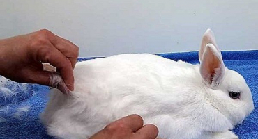 Vlastnosti péče o králíka během línání a jeho typy